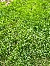 Deep South Hydroseeding photo 5