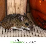 EnviroGuard Pest Control photo 6