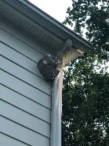 Pest Chase Termite and Pest Control Inc. photo 4