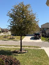 G’s Landscaping & More photo 5
