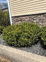 CMG Landscaping photo 6