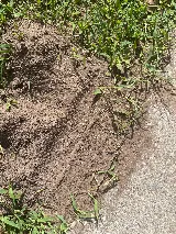 Insight Pest Solutions photo 7