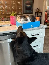 Moxie Pest Control photo 8