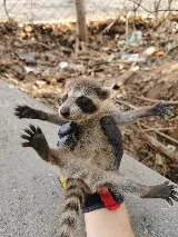 Done Right Pest and Wildlife Control photo 3