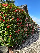 Santos Landscaping photo 8