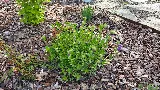 Creekscape Design LLC Landscape Design & Installation photo 5