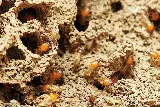 Barefoot Mosquito & Pest Control photo 8