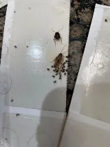 661 Pest Solutions photo 6