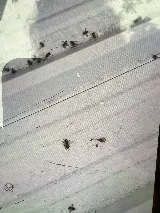 Bug Off Pest Control photo 4