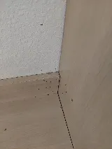 Ultimate Pest Solutions - Pest Control Vaughan photo 8