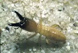 Spearhead Pest Control photo 6