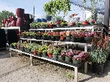 Green Landscape Nursery photo 3