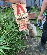 360 Rodent Control photo 2