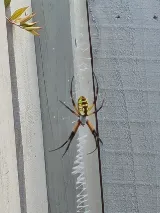 HomeTeam Pest Defense photo 8