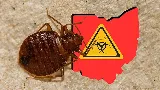 Bed Bug Exterminator Columbus photo 6