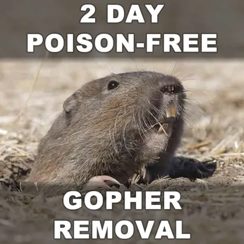 Gopher Stop in Riverside