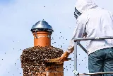 Expert Pest Control photo 2