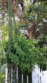 Natural Resources Pest Control Miami photo 8