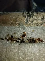 Cooper Pest & Wildlife Solutions photo 3