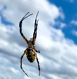 Technica Pest Solutions photo 3