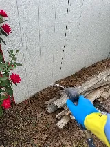 Moxie Pest Control photo 5