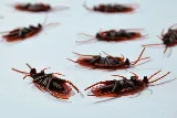 Pestzap LTD