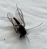Get'm Pest Control & Exterminator In Jersey City photo 6