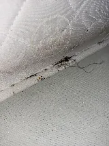 Just Bedbugs Pest Control Inc. photo 8