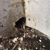 Alley Cat - Rodent Exclusion Company photo 3