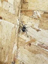Mountain Man Pest Control photo 3
