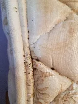 Organic Pest Control photo 3