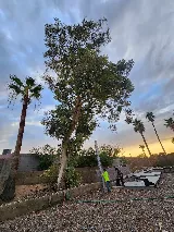 Julio Tree Care & Landscaping photo 4