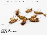 The Killers Pest Control photo 5