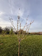 Green View photo 5