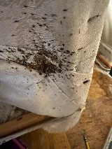 Peak Pest Management photo 8