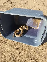 BeeSafe Pest Control LLC photo 4