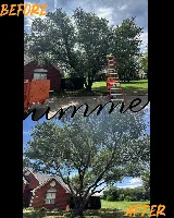 Voltage Tree & Lawn photo 5