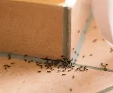 Ktown Pest Solutions photo 10