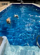 Into the Blue Pool and Spa photo 6