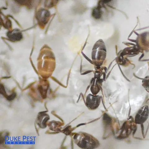 Duke Pest Services Inc photo 1