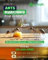 Safe Home Pest Control Incorporation photo 7
