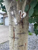 Precision Pest Control photo 7