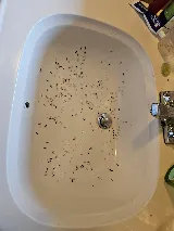 Smithereen Pest Management Services photo 8