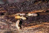 Dewey Pest & Termite Control photo 5