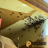 Palisade Pest Control photo 7