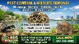 Bug Managers Pest Control photo 2