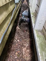 PESKY BUGGERS PEST CONTROL LTD photo 7