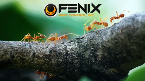 Fenix Pest Control, Inc. photo 1