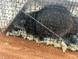 ML EXTERMINATION INC. photo 3