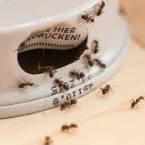 Baltimore Pest Control Exterminators photo 4